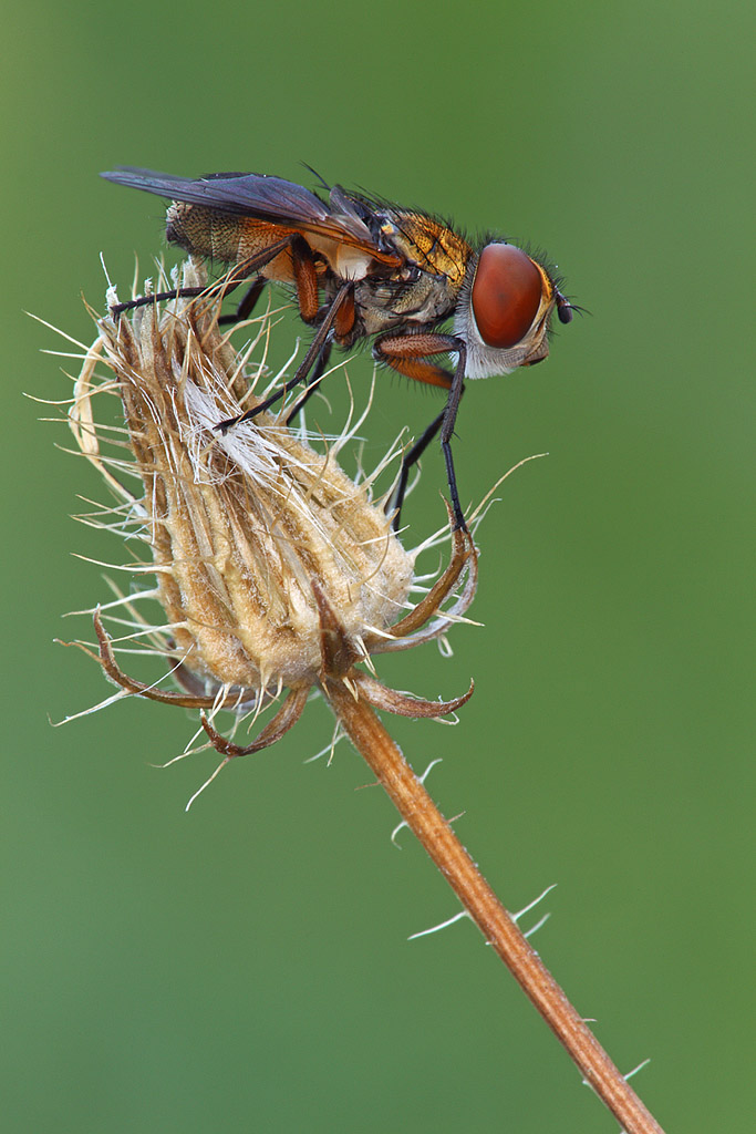 Ectophasia crassipennis