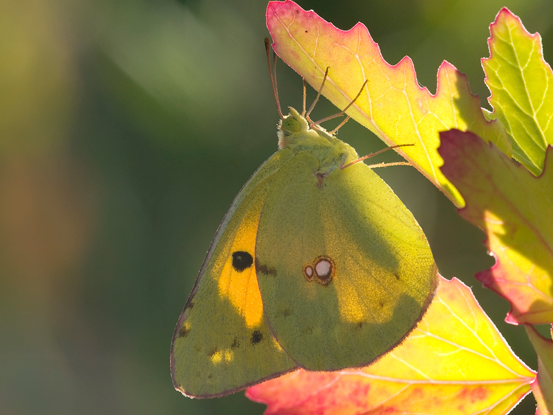 ...posatoio mimetico!!!
