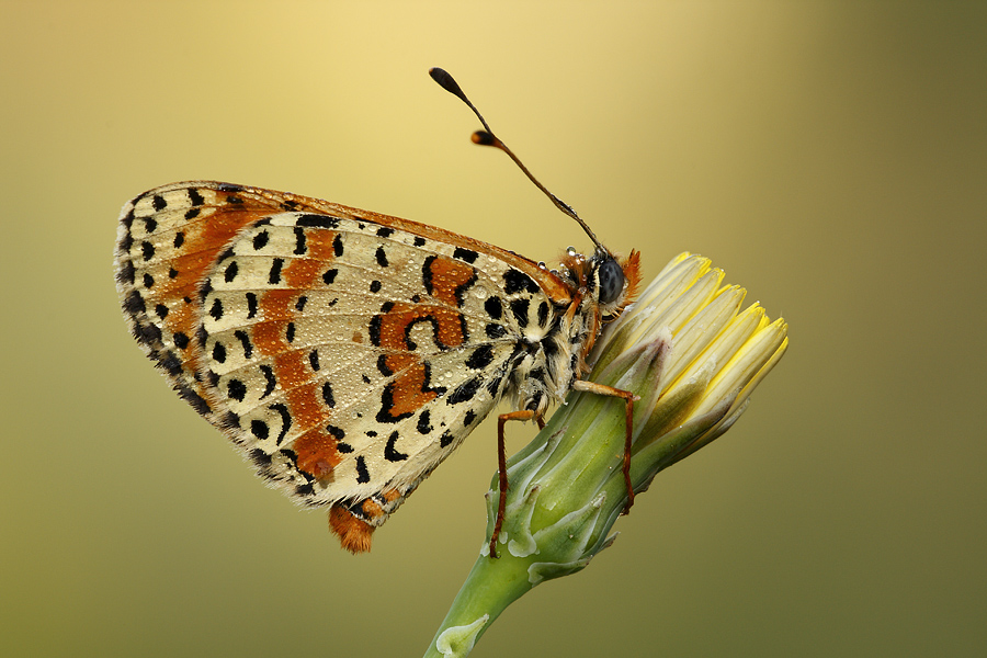 l'adorata Melitaea