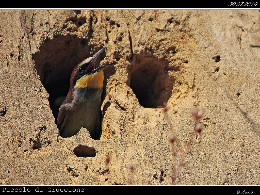 Piccolo di Gruccione # 2