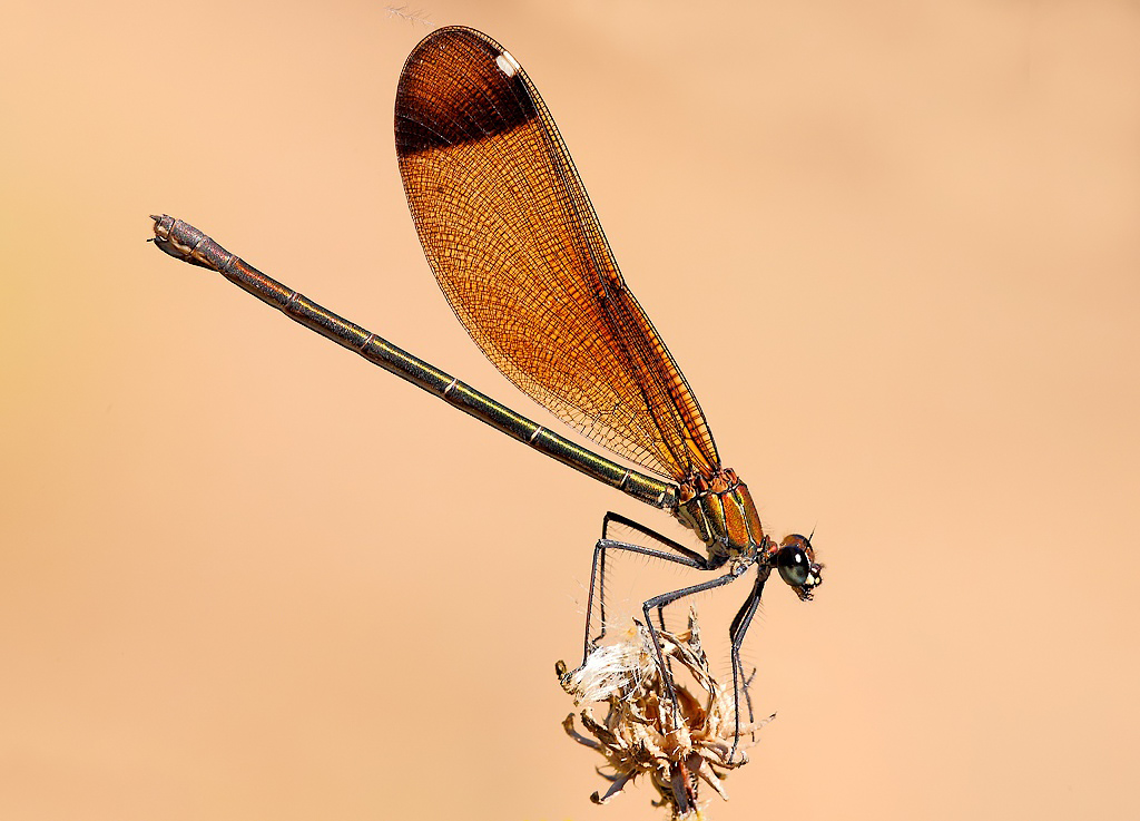 ...L'Essenziale...!!!