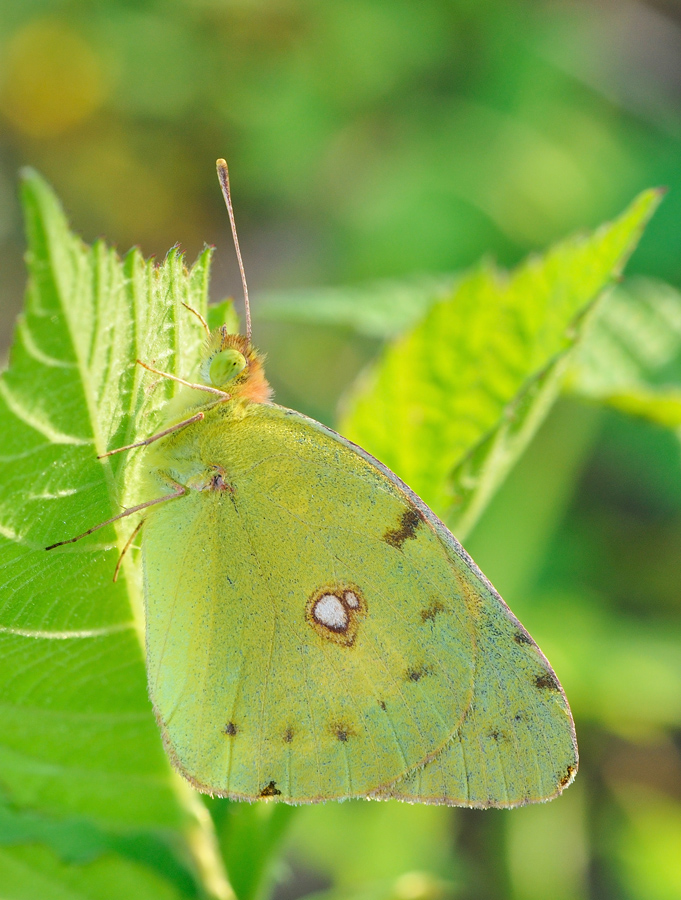 Colias crocea