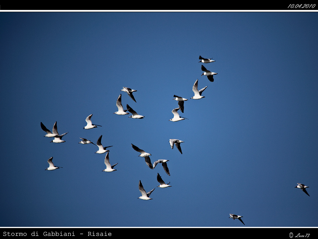 Gabbiano # 10 - Stormo 2