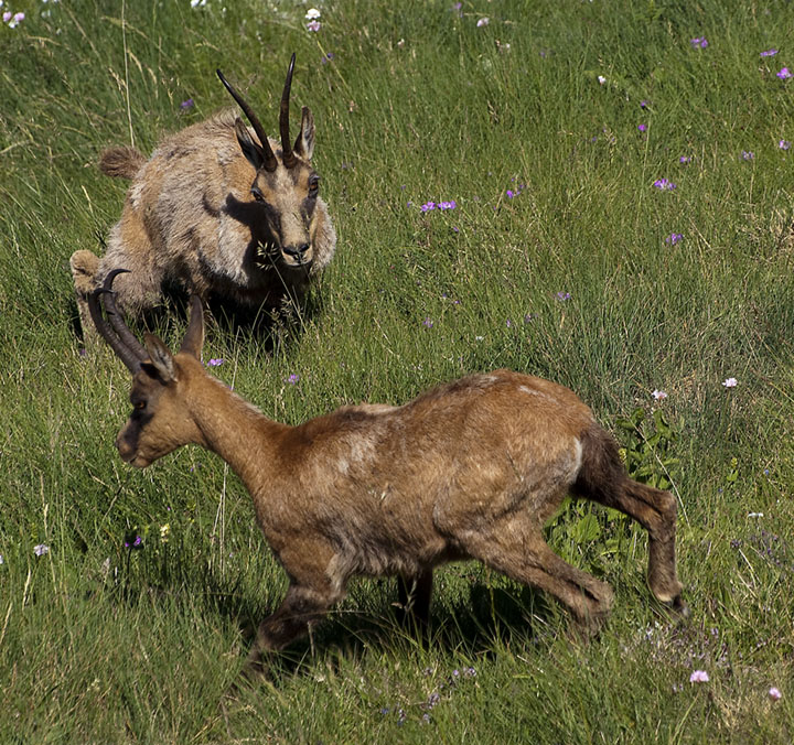 Camoscio #6 - Un p� di privacy, pls!