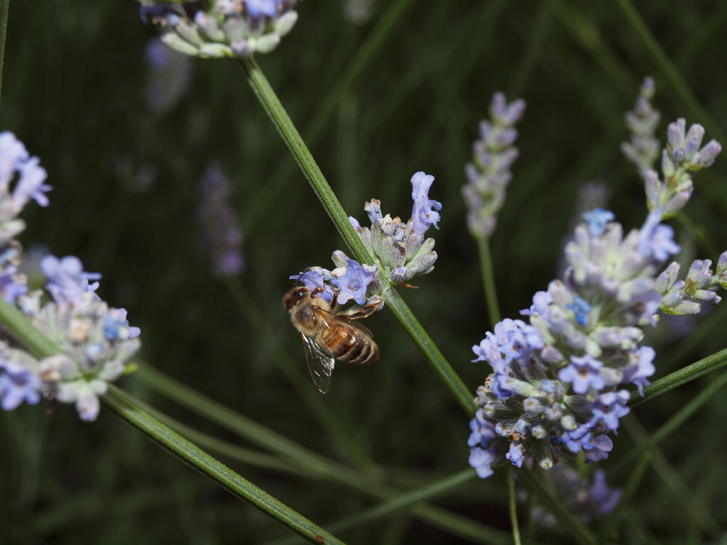 ape sulla lavanda