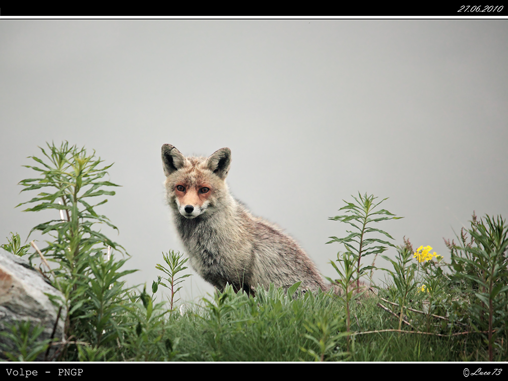 Volpe PNGP # 15 - Nebbia 1