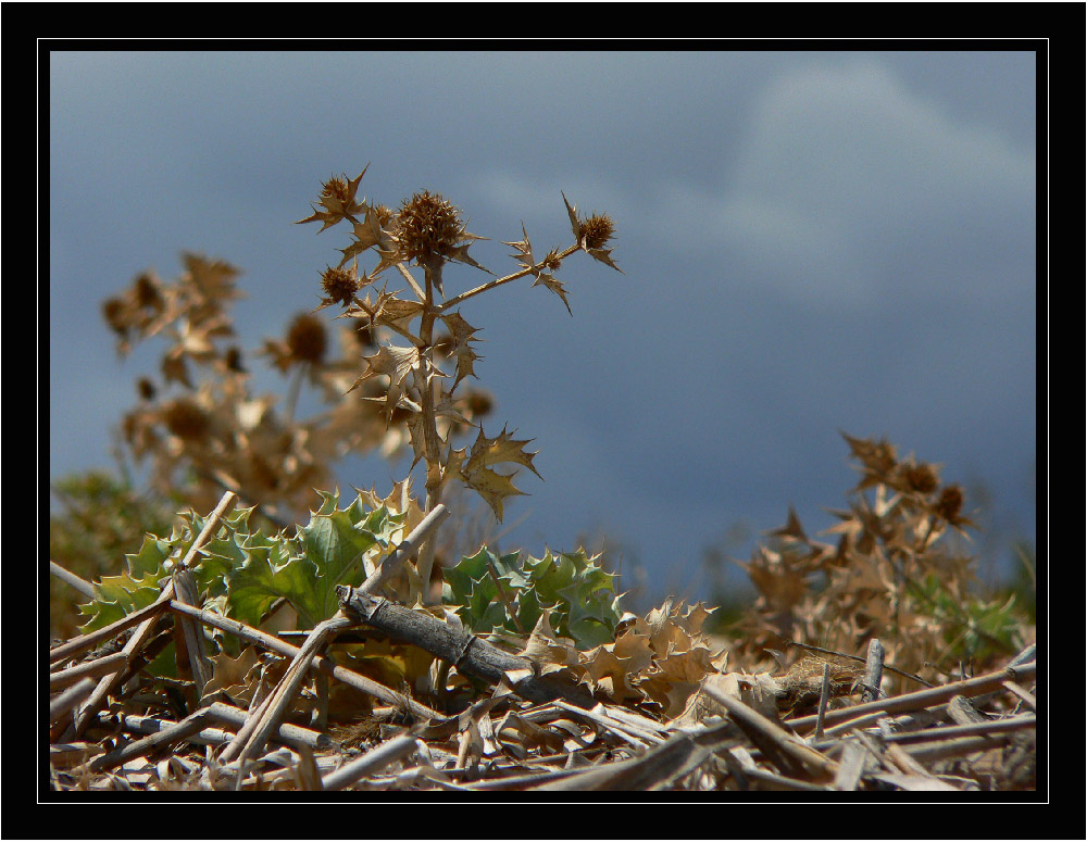 ...ricordo dell'estate...