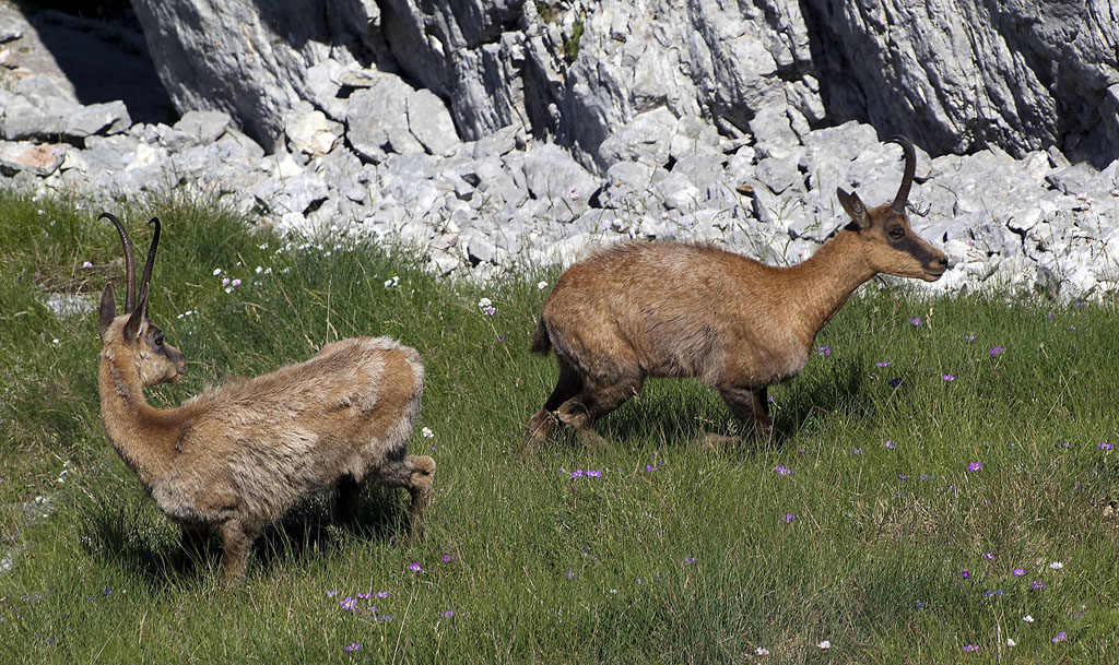 Camoscio #7 - Ci vediamo pi� tardi