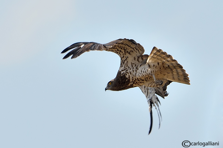 Biancone in partenza