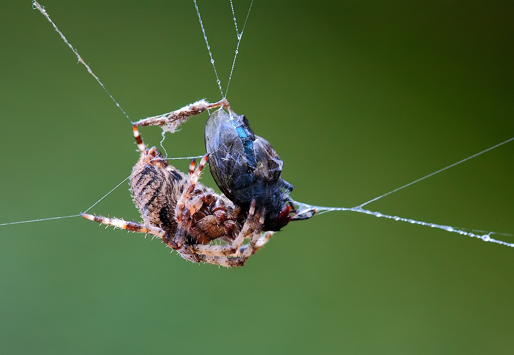 ...Il Pranzo E' Servito...!!!