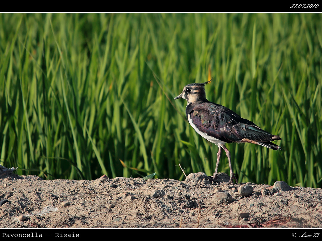 Pavoncella # 2