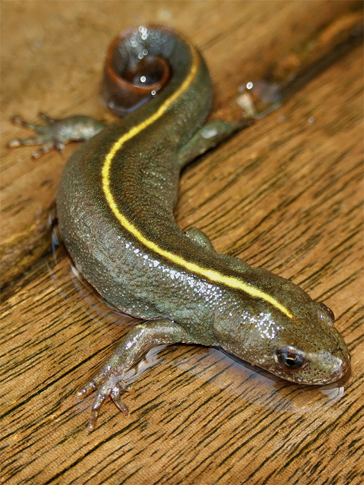 salamandra