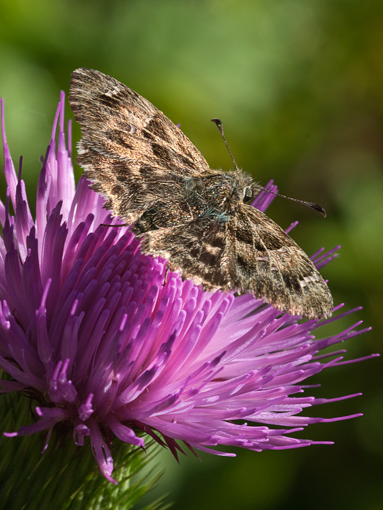 Il fiore e la farfalla
