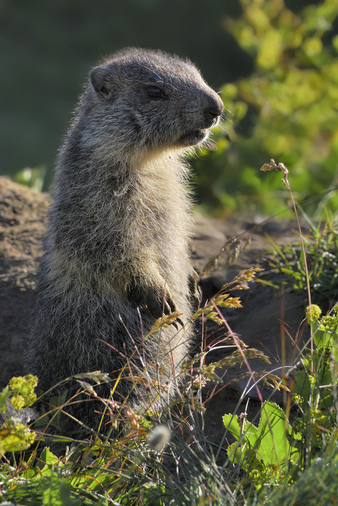 PNGP: Marmotta