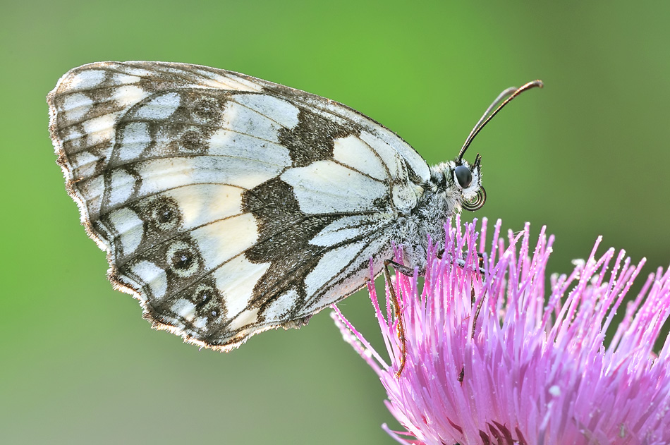 CONTRO LUCE DI MELANARGIA GALATHEA.