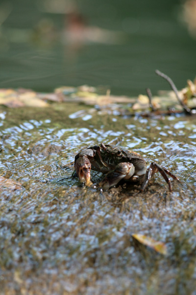 Ho preso un granchio...