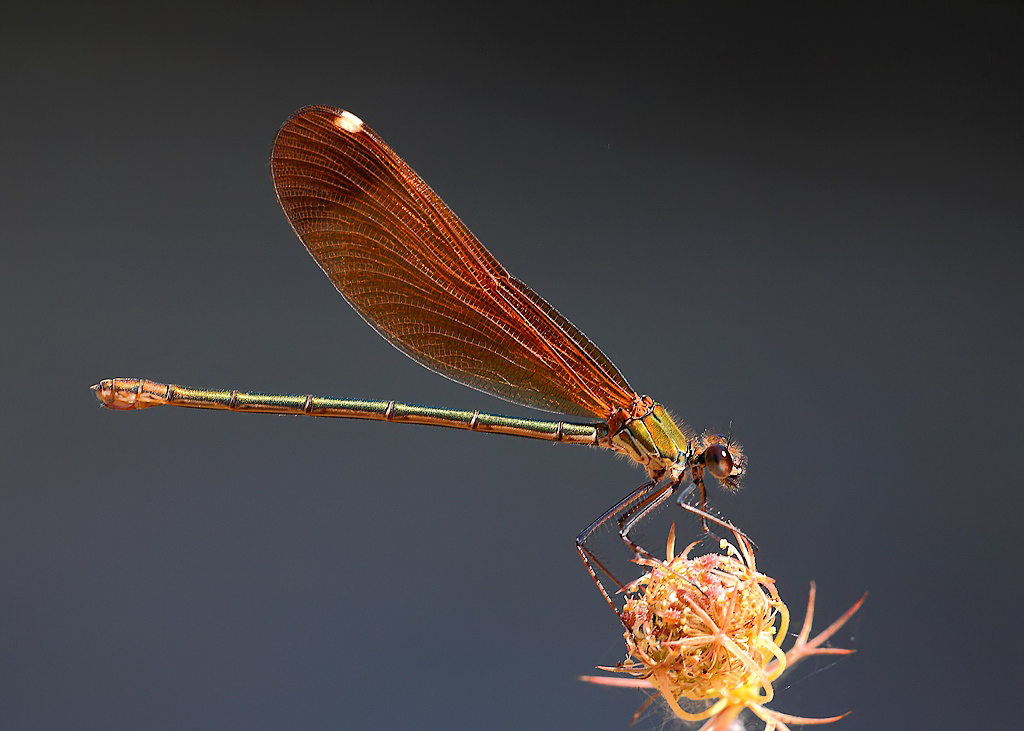 ...Il Tormentone...!!!