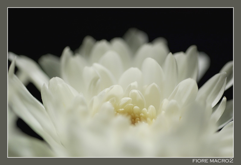 Fiore macro2