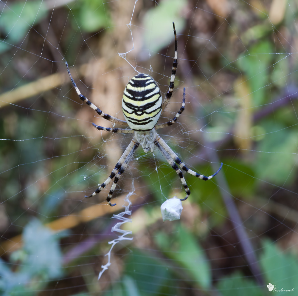 L'argiope ciccione