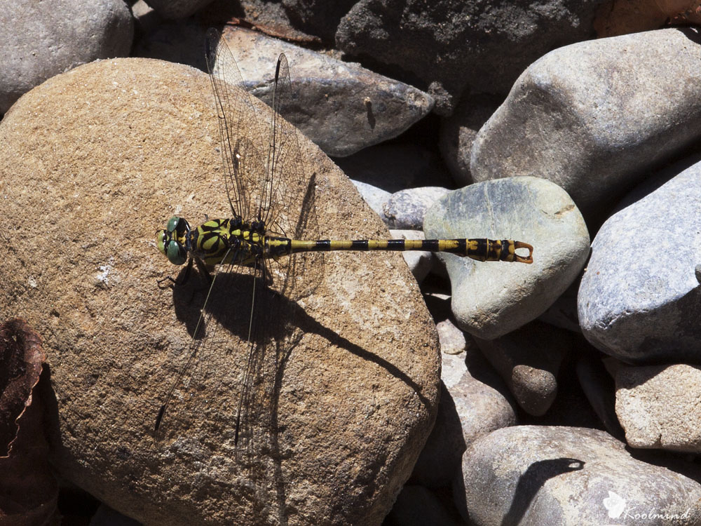 Onychogomphus  forcipatus