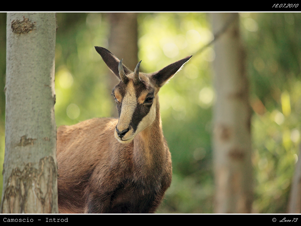 Camoscio # 7 - Dietro all'Albero - [Introd]
