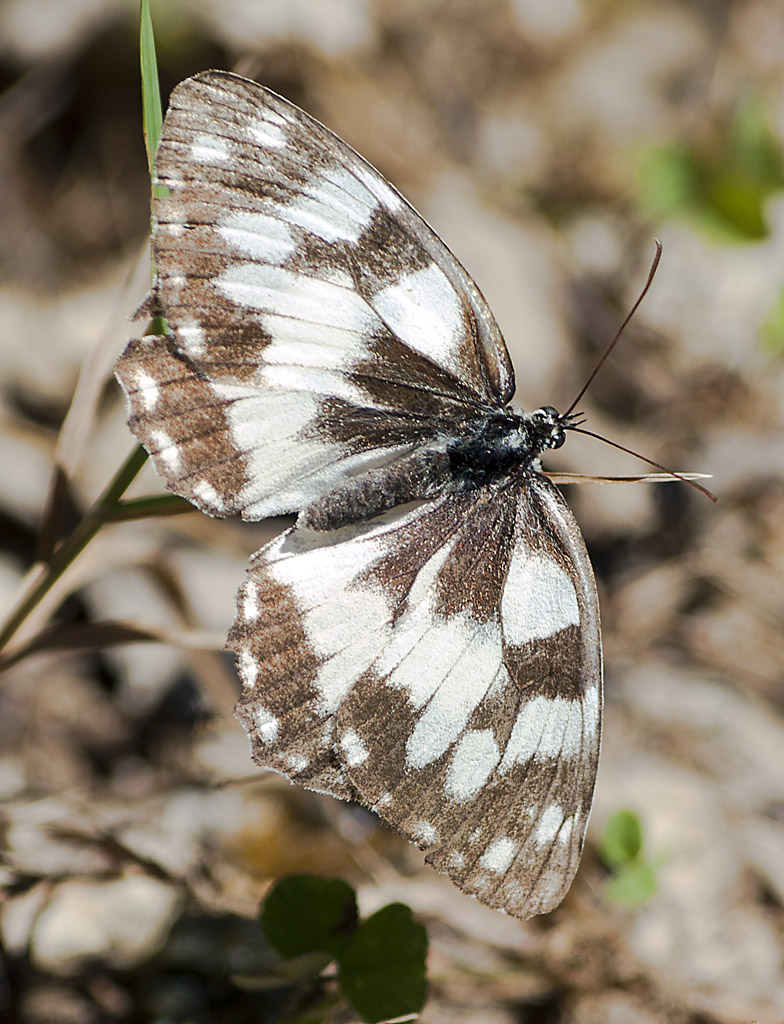 Identificazione farfalla
