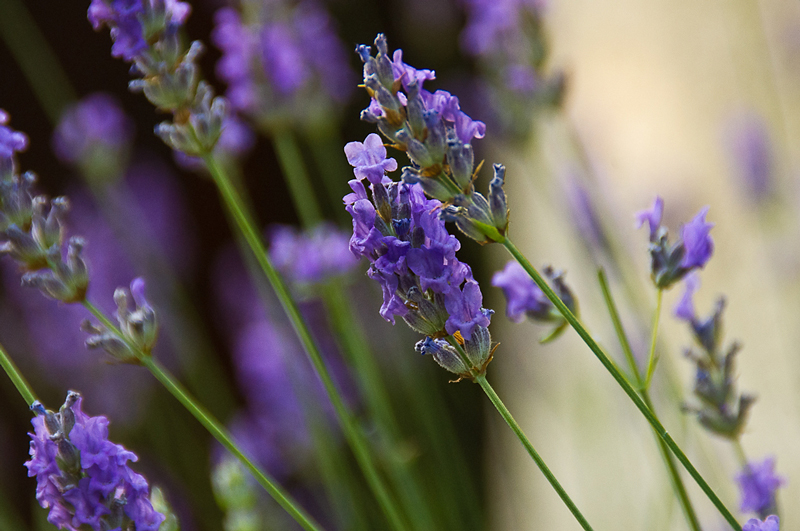 Lavanda