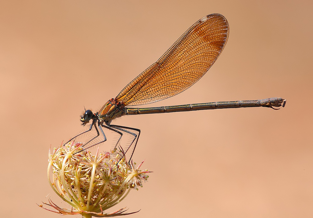...Francobollo...!!!
