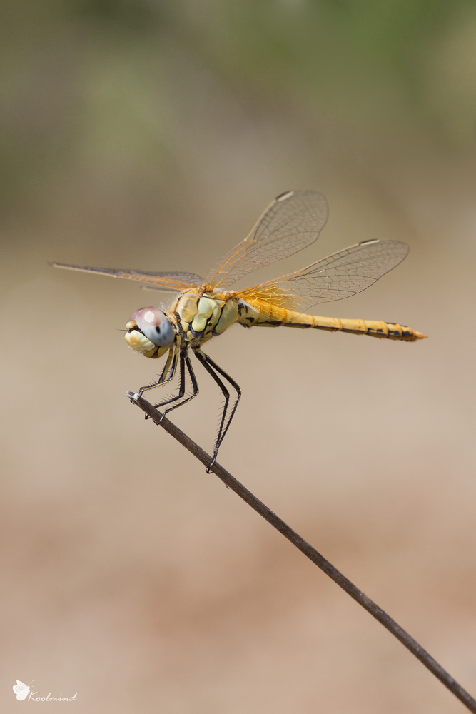 Sympetrum Fonscolombii:Cheeeeeese!