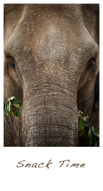 Snack Time