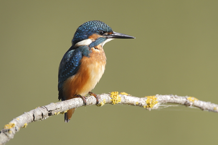 Martin pescatore(Alcedo atthis)