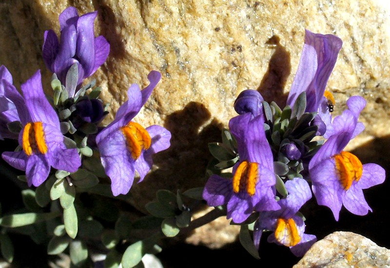 ...viola e giallo....