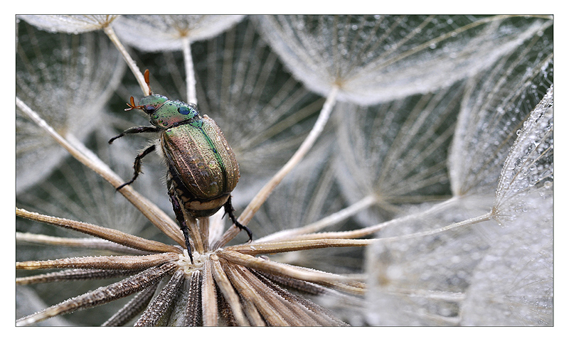 Nel mondo di Guliver..