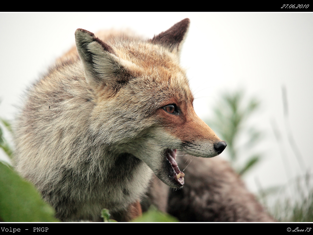 Volpe PNGP # 17 - Ritratto nella Nebbia 2