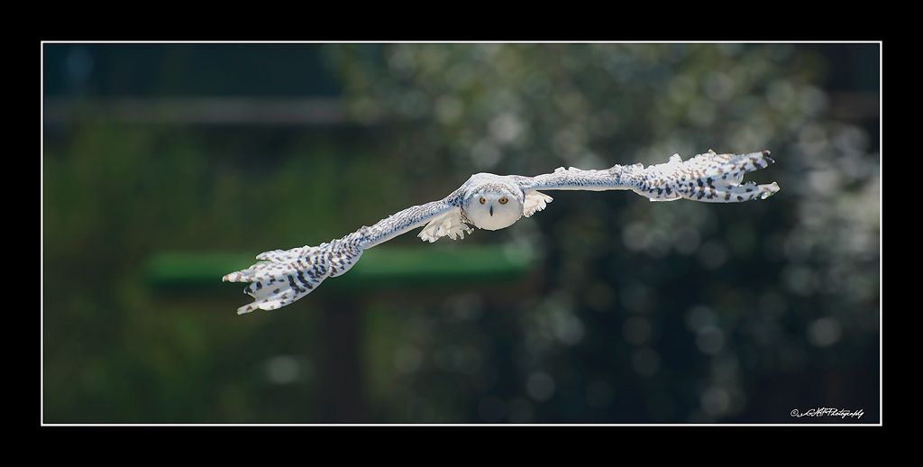 Civetta delle nevi (rivista e corretta)