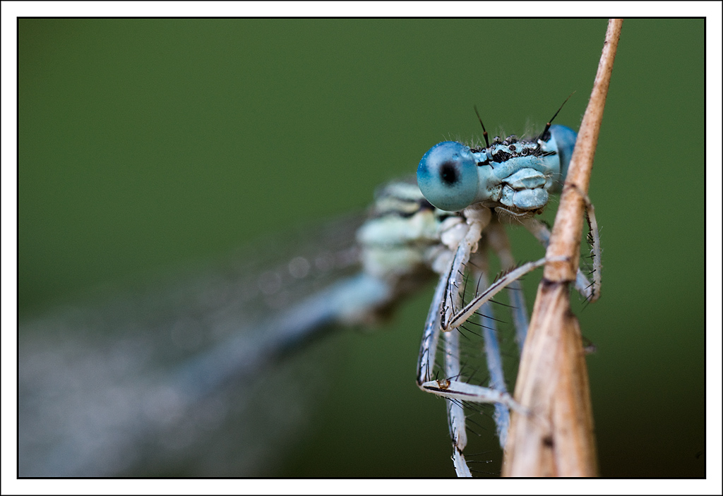 Platycnemis pennipes