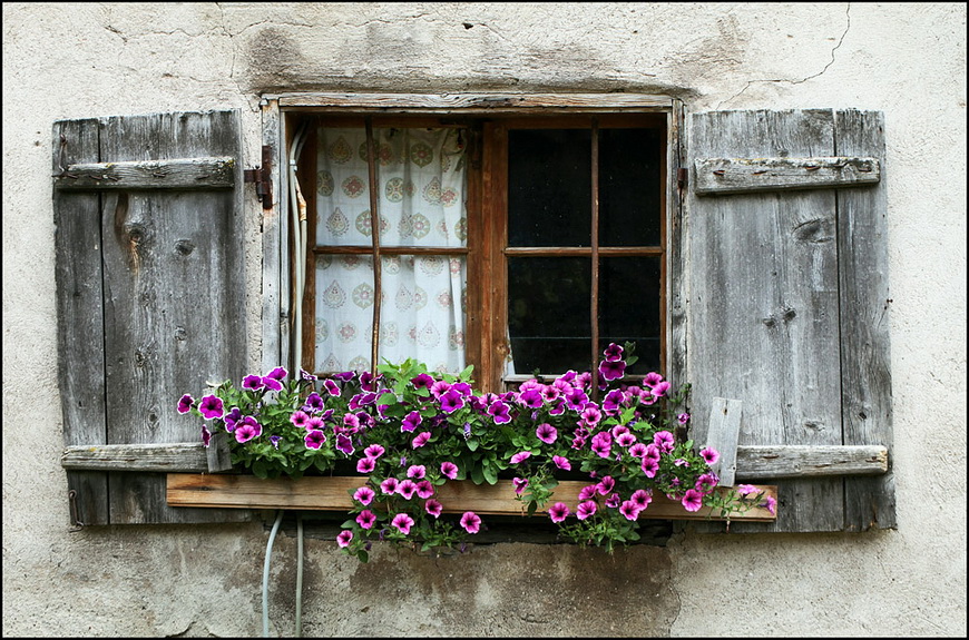 La bellezza dei fiori