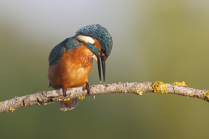 Lezione di pesca!!(serie)