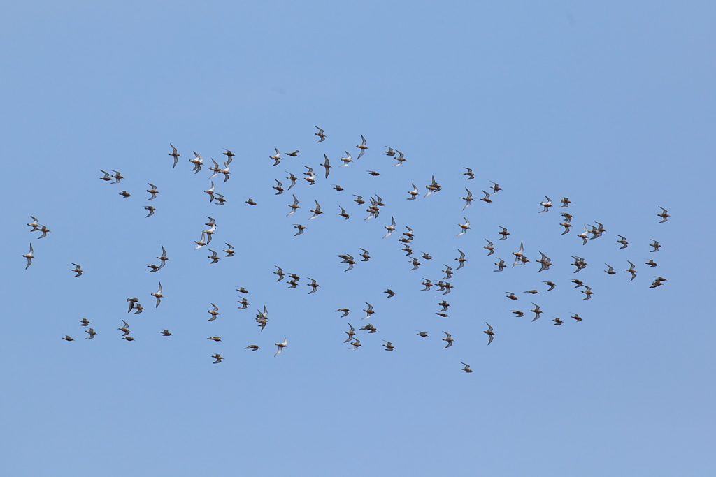 La carica dei piovanelli