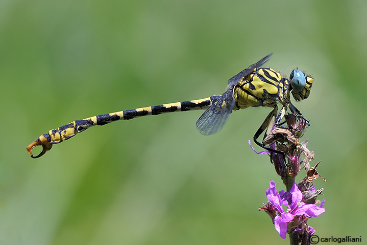 Onicogomphus forcipatus