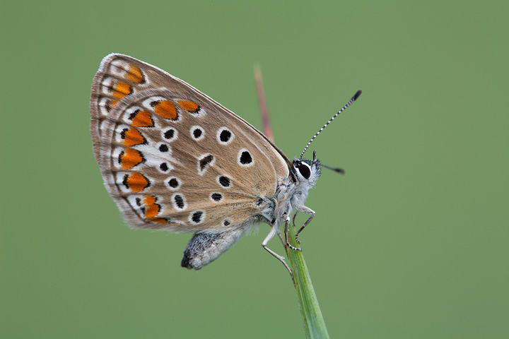 Polyommatus icarus