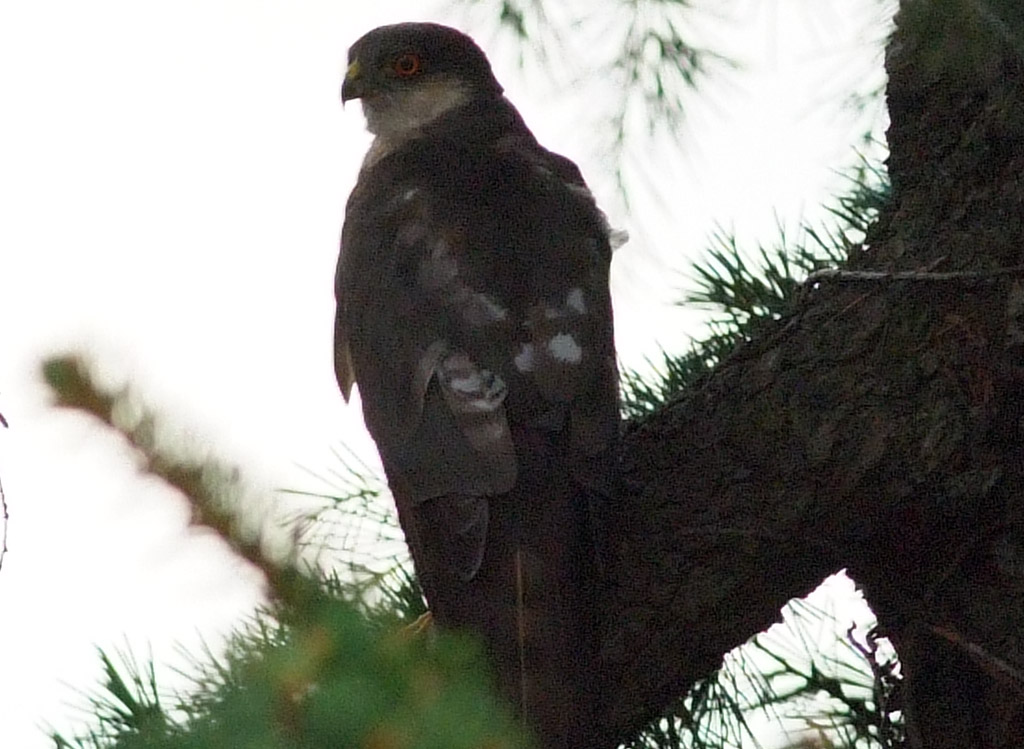 aiuto identificazione rapace
