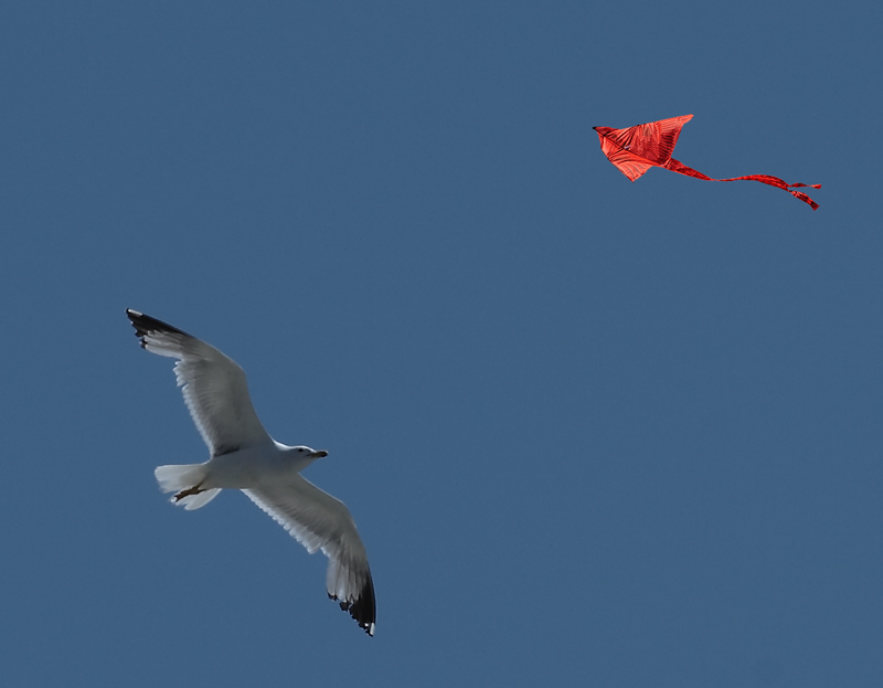 Il Gabbiano e l'aquilone