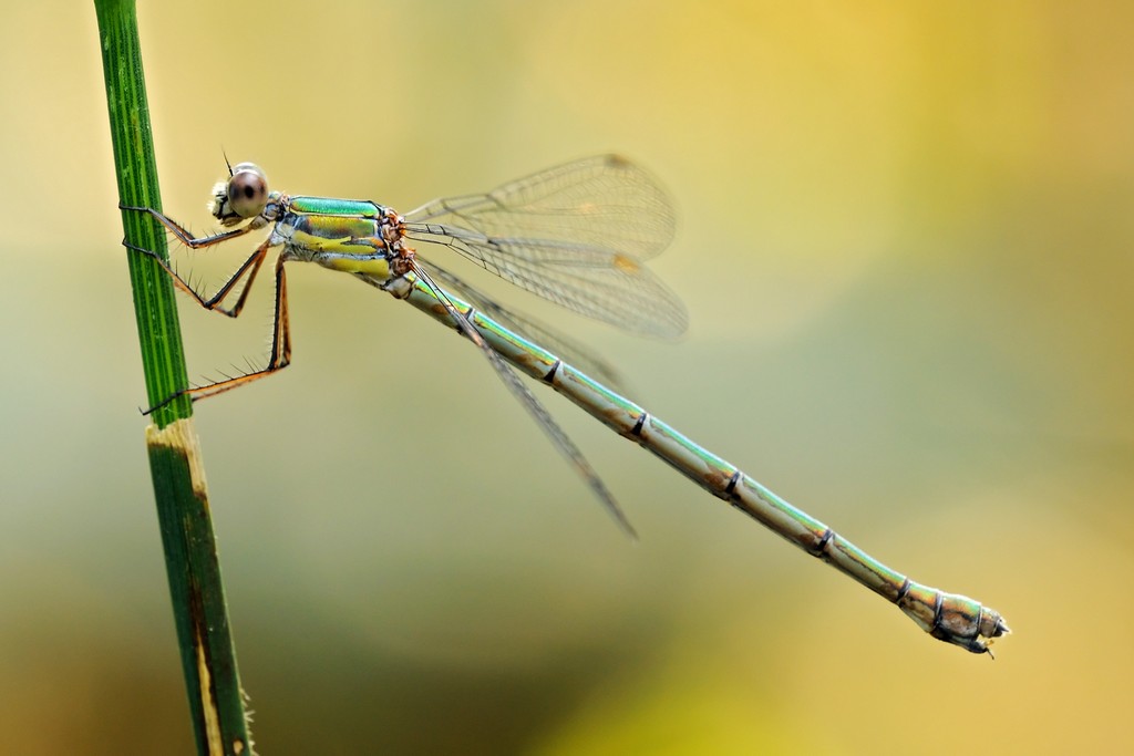 Lestes Viridis