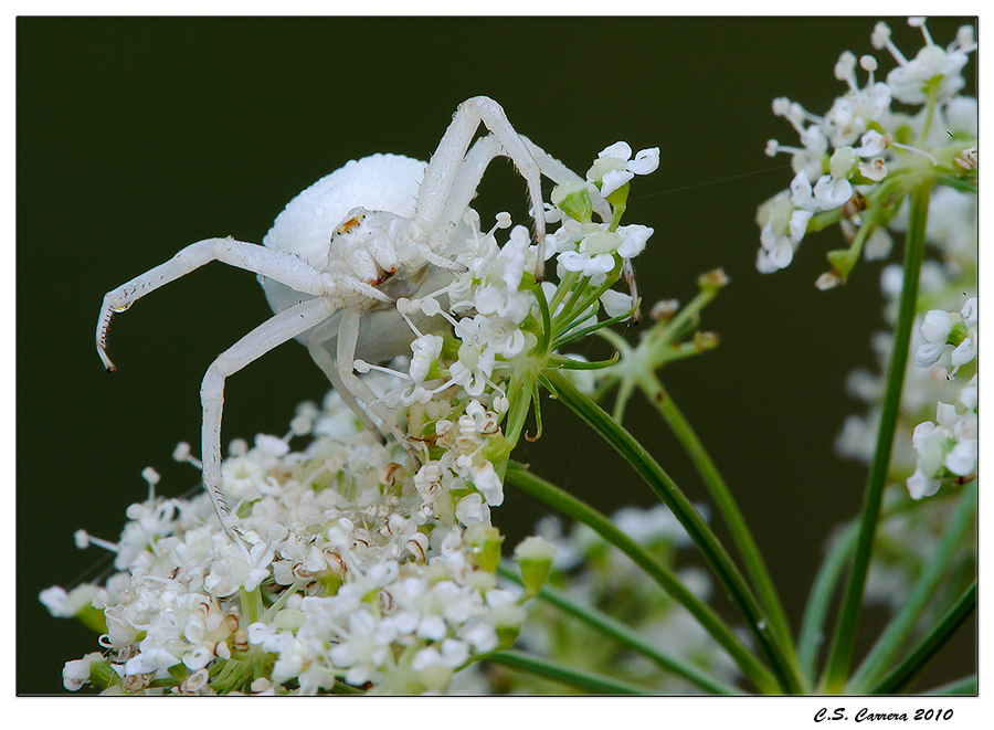 Misumena vatia