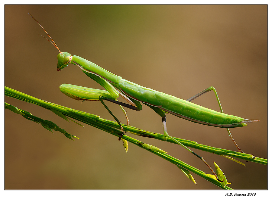 Mantis religiosa