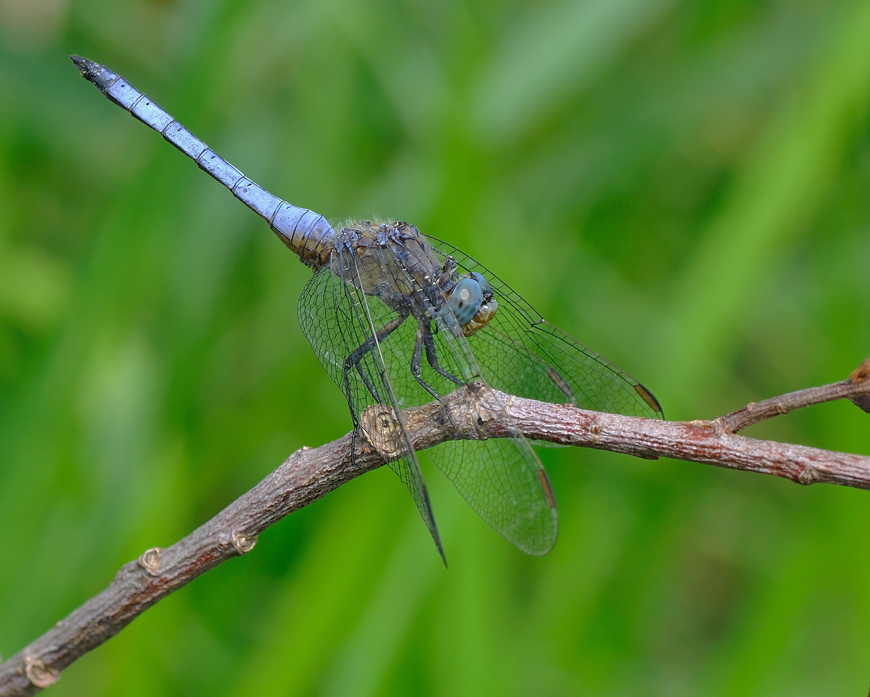 Orthetrum coerulescens