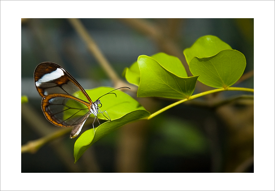 Farfalla parte 2 (Ci riprovo!)