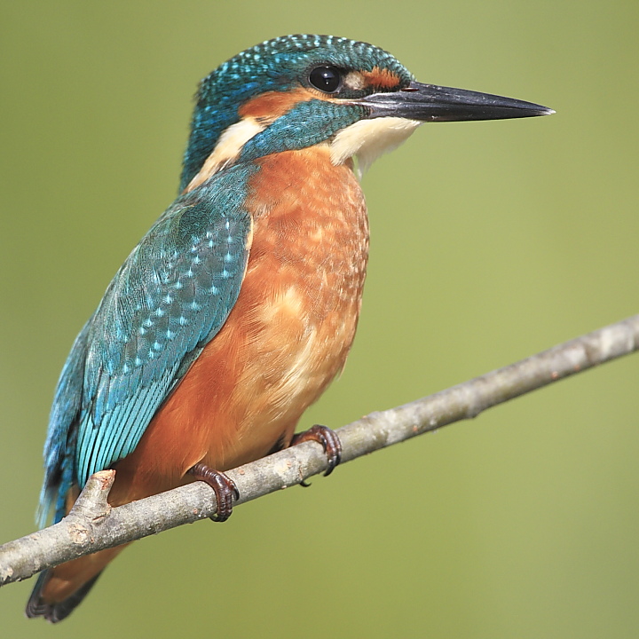 Il mio martino mai cosi vicino