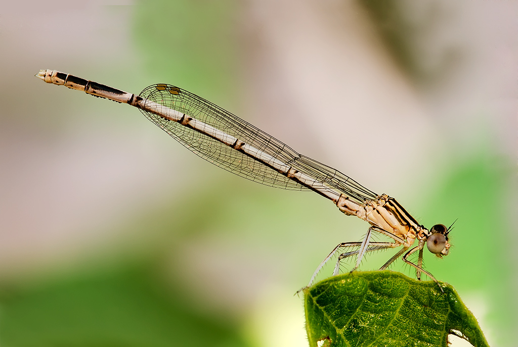 Damigella  (Platycnemis pennipes)